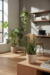 Sansevieria Fernwood Punk — Langue de belle - mère — Ø12 cm — H35 cm - Verdeia