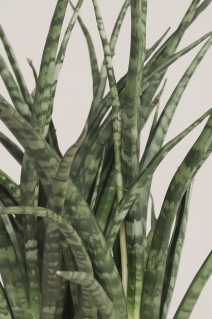 Sansevieria Fernwood Punk — Langue de belle - mère — Ø12 cm — H35 cm - Verdeia