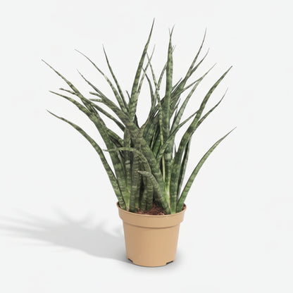 Sansevieria Fernwood Punk — Langue de belle - mère — Ø12 cm — H35 cm - Verdeia