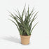 Sansevieria Fernwood Punk — Langue de belle - mère — Ø12 cm — H35 cm - Verdeia