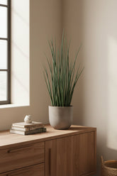 Sansevieria Mikado — Langue de belle - mère - Verdeia