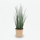 Sansevieria Mikado — Langue de belle - mère - Verdeia