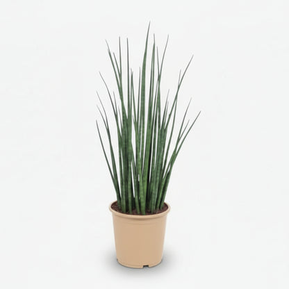 Sansevieria Mikado — Langue de belle - mère - Verdeia
