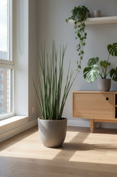 Sansevieria Mikado — Langue de belle - mère - Verdeia