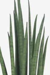 Sansevieria Mikado — Langue de belle - mère - Verdeia