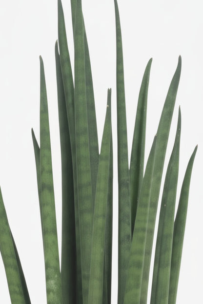 Sansevieria Mikado — Langue de belle - mère - Verdeia