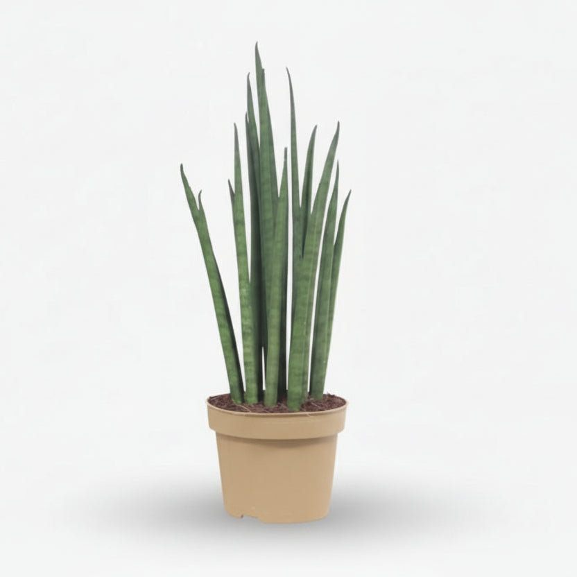 Sansevieria Mikado — Langue de belle - mère - Verdeia