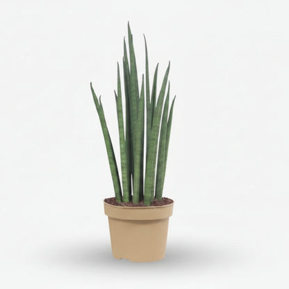 Sansevieria Mikado — Langue de belle - mère - Verdeia