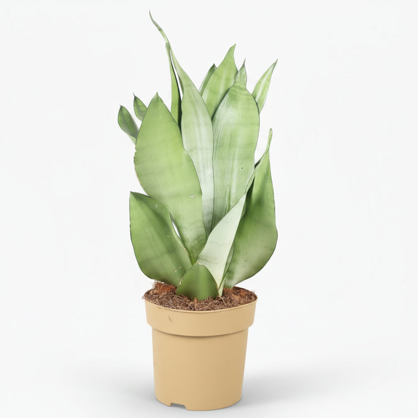 Sansevieria ‘Moonshine’ - Ø14cm - H40cm - Verdeia