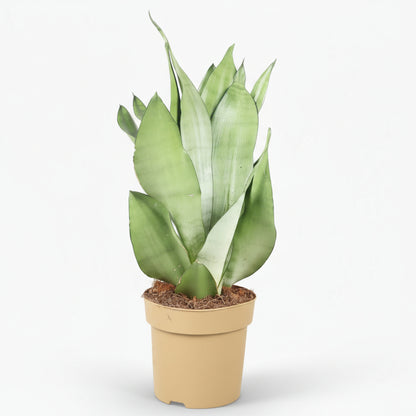 Sansevieria ‘Moonshine’ - Ø14cm - H40cm - Verdeia