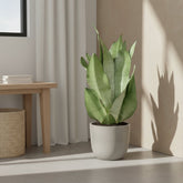 Sansevieria ‘Moonshine’ - Ø14cm - H40cm - Verdeia