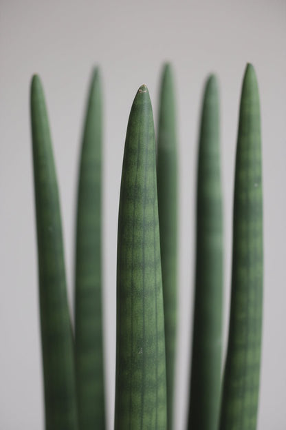 Sansevieria Straight — Langue de belle - mère — Ø12 cm — H40 cm - Verdeia