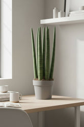 Sansevieria Straight — Langue de belle - mère — Ø12 cm — H40 cm - Verdeia