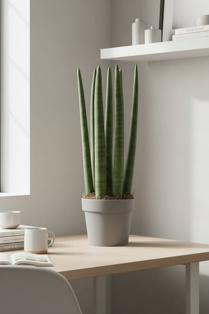 Sansevieria Straight — Langue de belle - mère — Ø12 cm — H40 cm - Verdeia