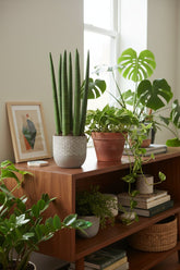 Sansevieria Straight — Langue de belle - mère — Ø12 cm — H40 cm - Verdeia