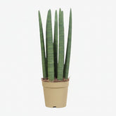 Sansevieria Straight — Langue de belle - mère — Ø12 cm — H40 cm - Verdeia