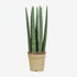 Sansevieria Straight — Langue de belle - mère — Ø12 cm — H40 cm - Verdeia