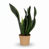 Sansevieria Whitney — Ø12 cm — H27 cm - Verdeia