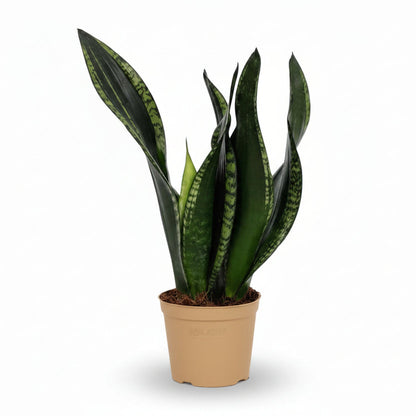 Sansevieria Whitney — Ø12 cm — H27 cm - Verdeia