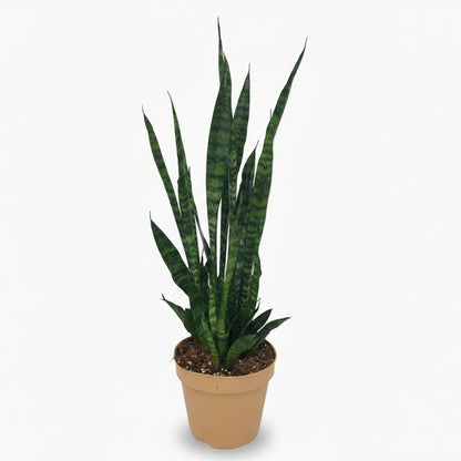 Sansevieria zeylanica — Langue de belle - mère - Verdeia