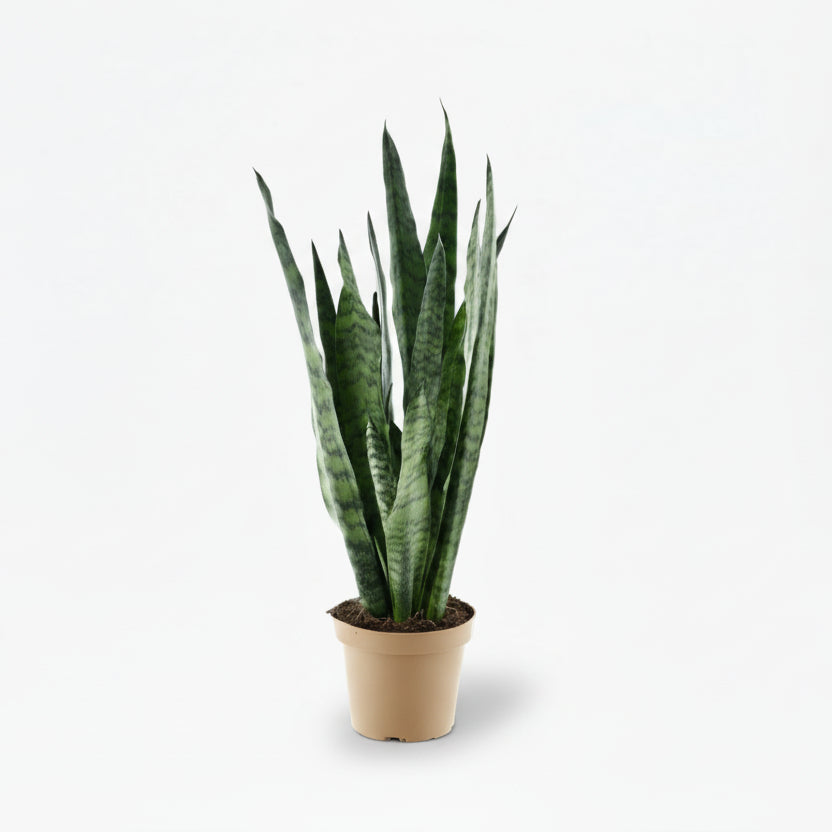 Sansevieria zeylanica — Langue de belle - mère - Verdeia