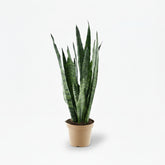Sansevieria zeylanica — Langue de belle - mère - Verdeia