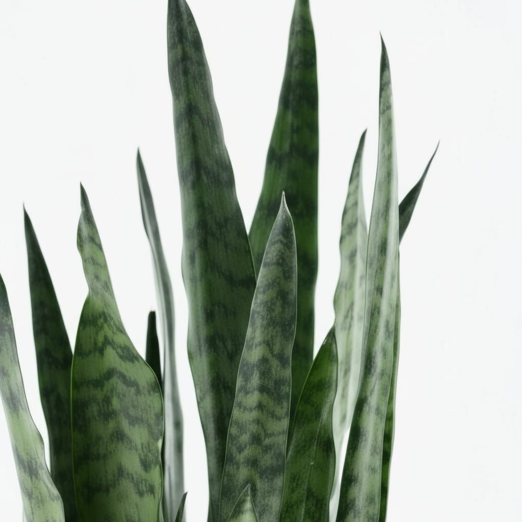 Sansevieria zeylanica — Langue de belle - mère - Verdeia