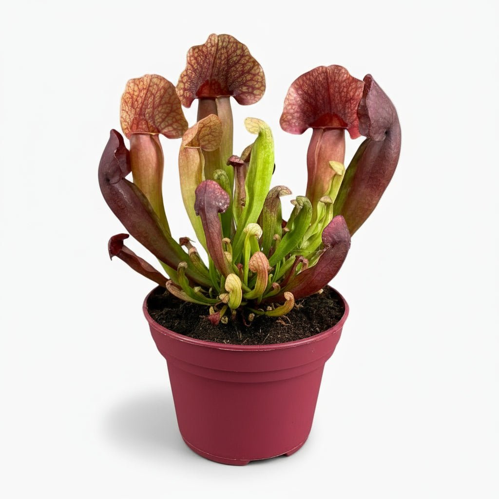 Sarracenia × Catesbaei — Ø12 cm — H23 cm - Verdeia