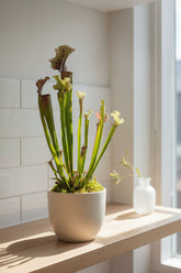 Sarracenia ‘Judith Hindle’ – Plante carnivore - D12 x H30 cm - Verdeia