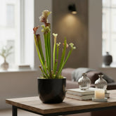 Sarracenia ‘Judith Hindle’ – Plante carnivore - D12 x H30 cm - Verdeia