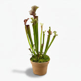 Sarracenia ‘Judith Hindle’ – Plante carnivore - Ø12cm - ↕30cm - Verdeia