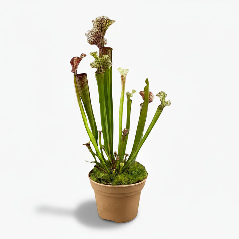 Sarracenia ‘Judith Hindle’ – Plante carnivore - Ø12cm - ↕30cm - Verdeia