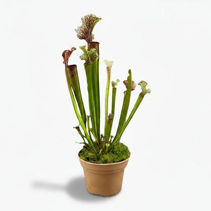 Sarracenia ‘Judith Hindle’ – Plante carnivore - Ø12cm - ↕30cm - Verdeia