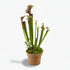 Sarracenia ‘Judith Hindle’ – Plante carnivore - Ø12cm - ↕30cm - Verdeia