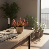 Sarracenia ‘Scarlet Belle’ – Plante carnivore – D12 x H20 cm - Verdeia