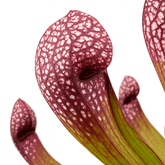 Sarracenia ‘Scarlet Belle’ – Plante carnivore – Ø12cm – ↕20cm - Verdeia
