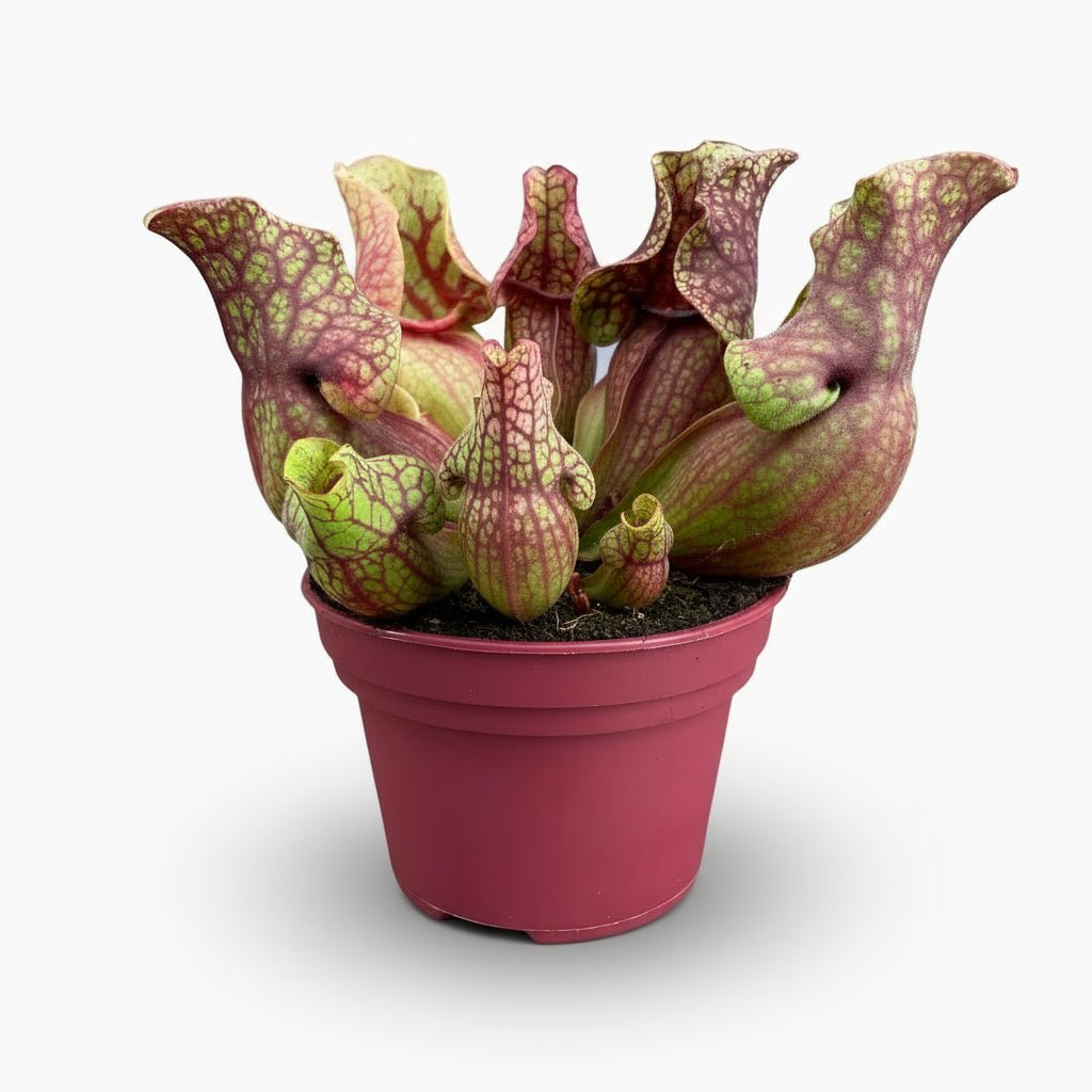 Sarracenia Venosa - Ø12cm - H20cm - Verdeia