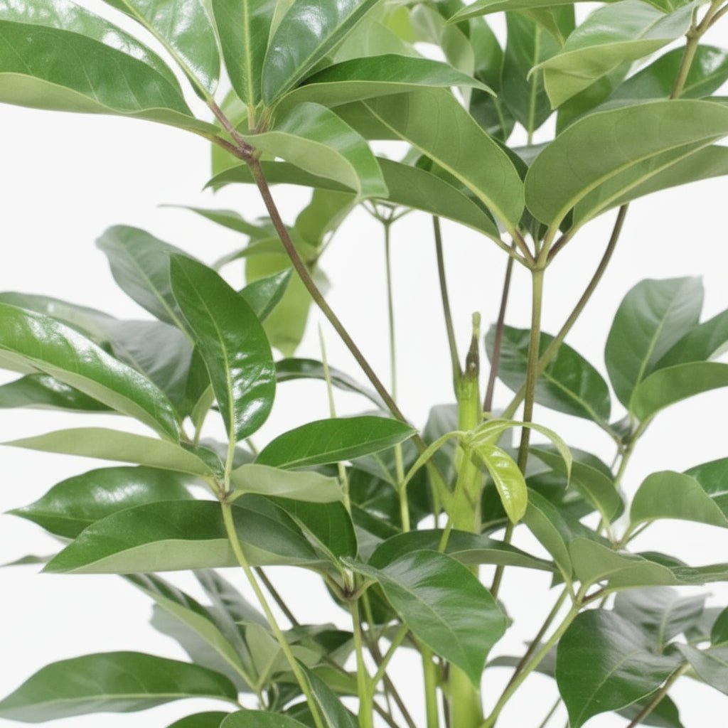 Schefflera actinophylla ‘Amate’ — Ø24 cm — H100 cm - Verdeia