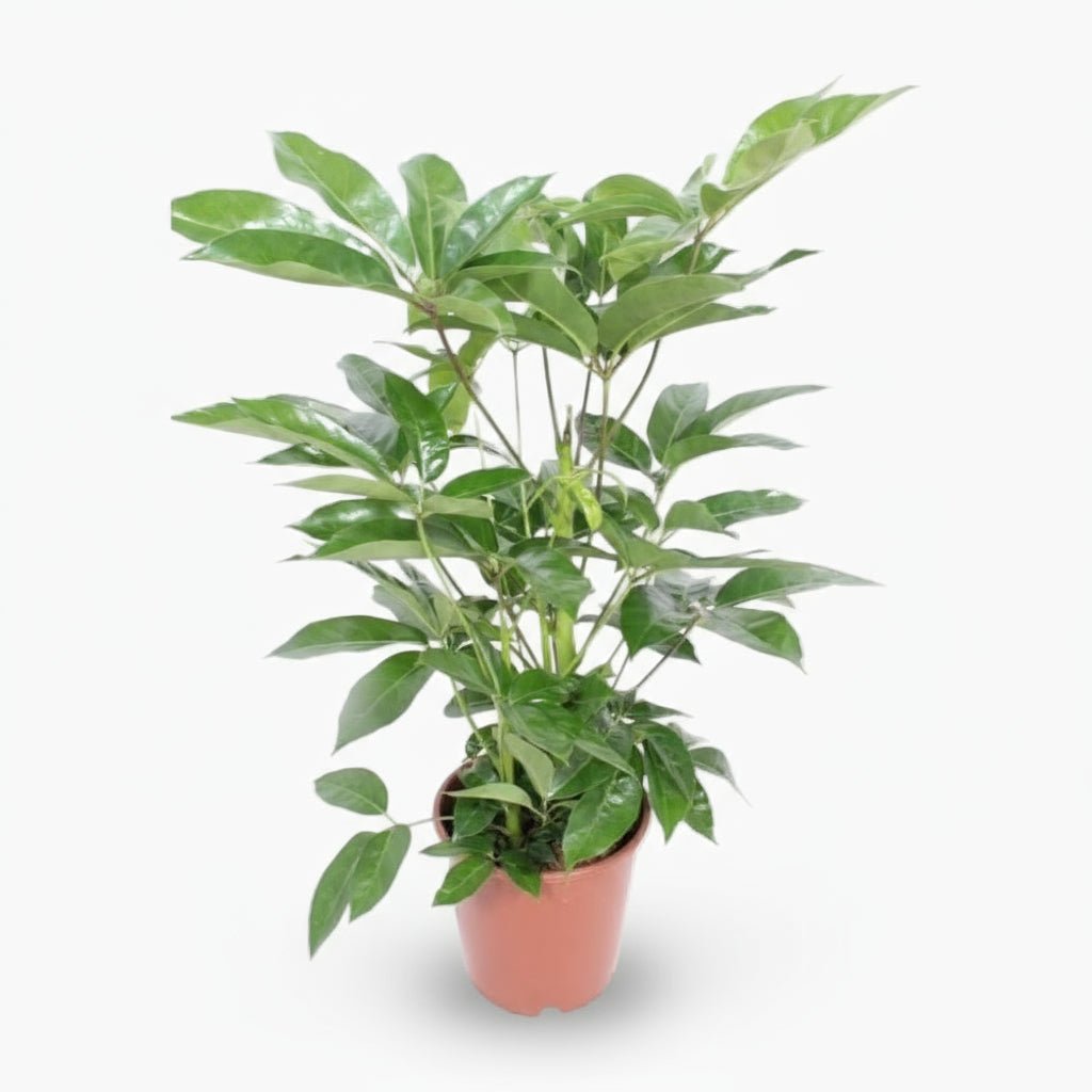 Schefflera actinophylla ‘Amate’ — Ø24 cm — H100 cm - Verdeia