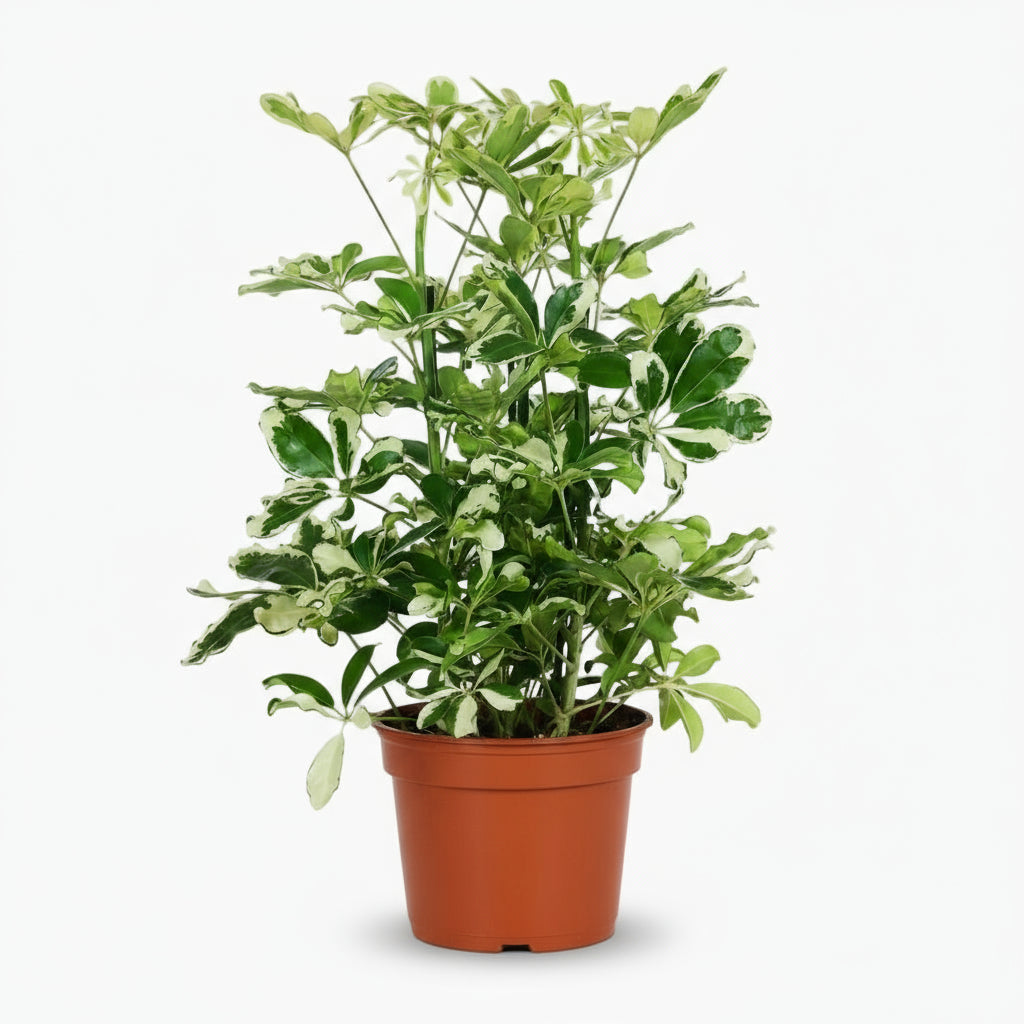 Schefflera Charlotte – Arbre parapluie - Verdeia