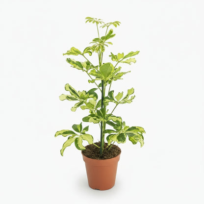 Schefflera Charlotte – Arbre parapluie - Verdeia