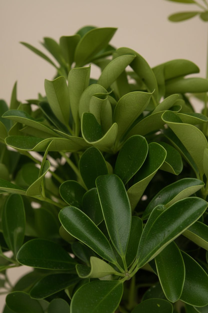 Schefflera Compacta — Arbre ombrelle compact — Ø19 cm — H80 cm - Verdeia