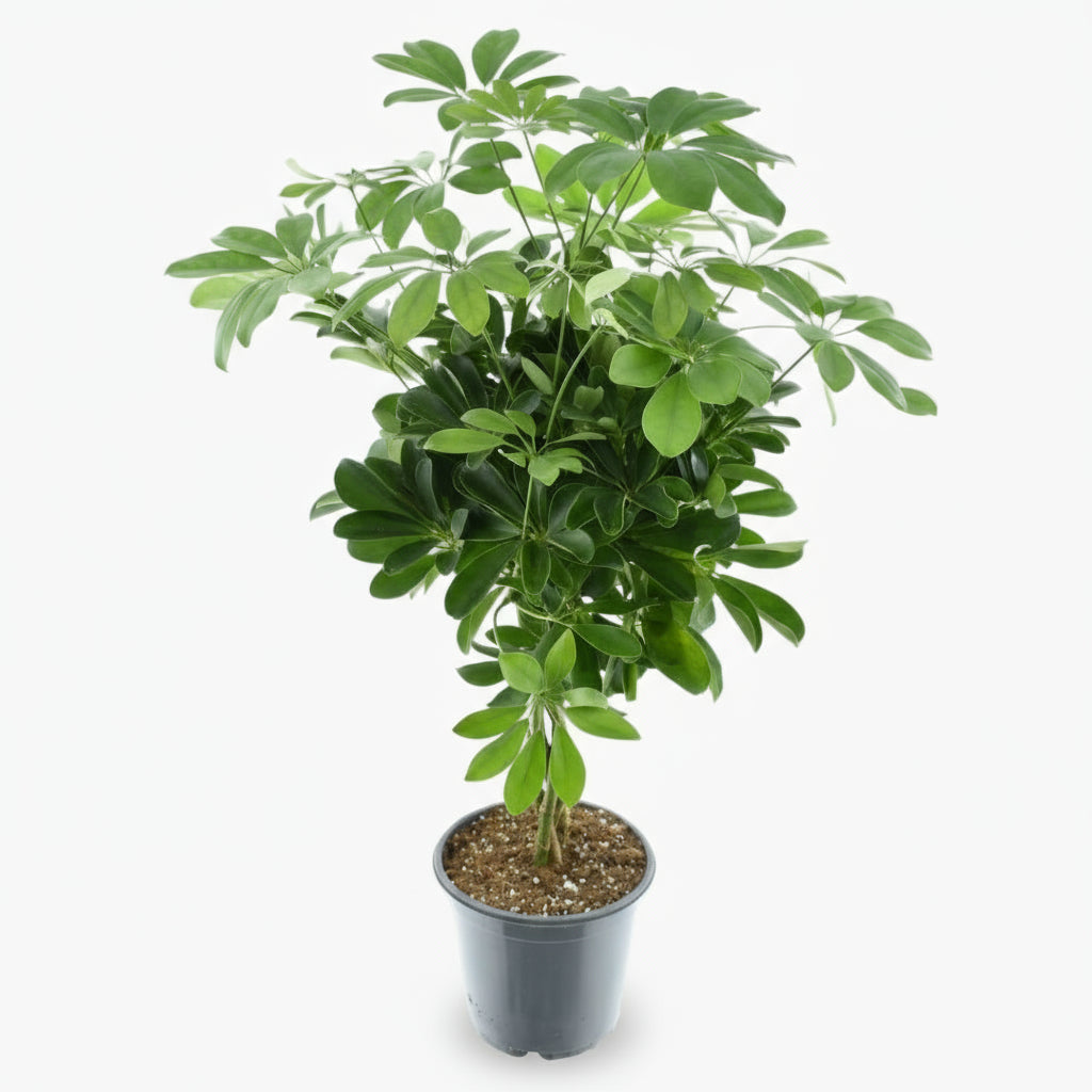 Schefflera Compacta ‘Nora’ – Arbre ombrelle compact - Verdeia