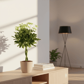 Schefflera Compacta ‘Nora’ – Arbre ombrelle compact - Verdeia