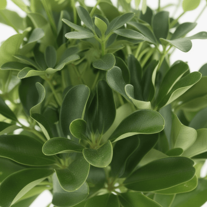 Schefflera Compacta ‘Nora’ – Arbre ombrelle compact - Verdeia