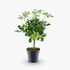 Schefflera Compacta ‘Nora’ – Arbre ombrelle compact - Verdeia