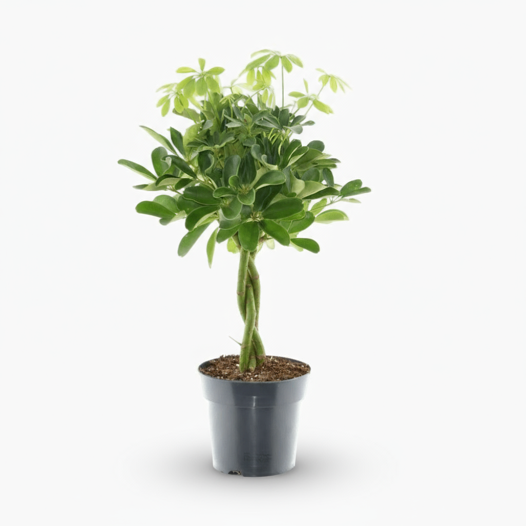 Schefflera Compacta ‘Nora’ – Arbre ombrelle compact - Verdeia