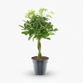 Schefflera Compacta ‘Nora’ – Arbre ombrelle compact - Verdeia