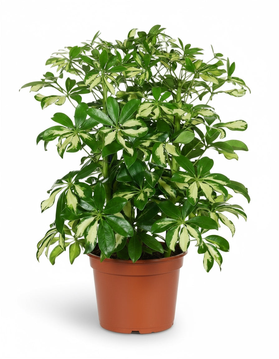 Schefflera ‘Gerda’ - Verdeia