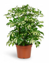 Schefflera ‘Gerda’ - Verdeia